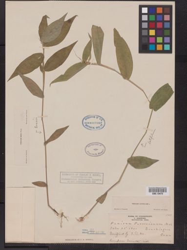 Panicum latifolium