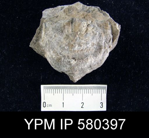 Leptaena?