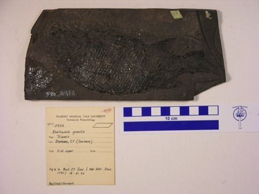 Redfieldia gracilis