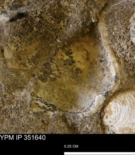 undet. Bivalvia