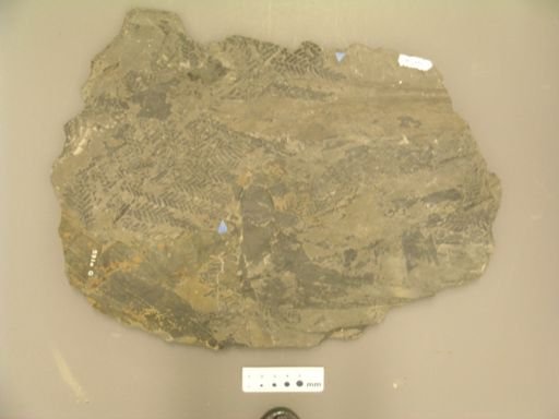 Sphenopteris decipiens