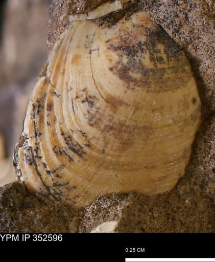 Limopsis striatopunctatus