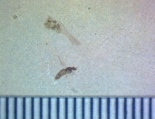 undet. Coleoptera