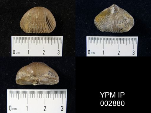 Rhynchonella procuboides