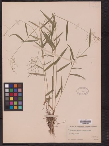 Panicum barbulatum