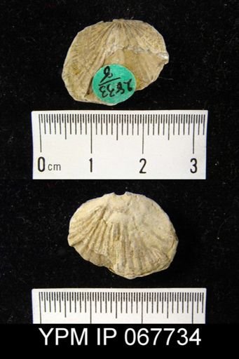 Orthostrophia strophomenoides