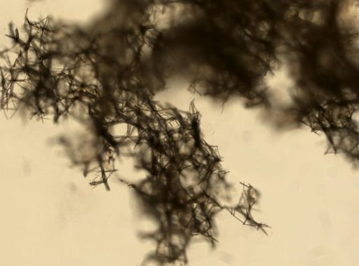 Myxilla incrustans