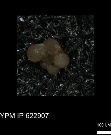 undet. Globigerinina