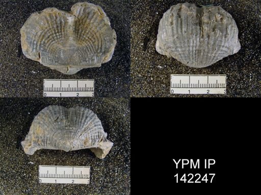 Dictyoclostus indicus