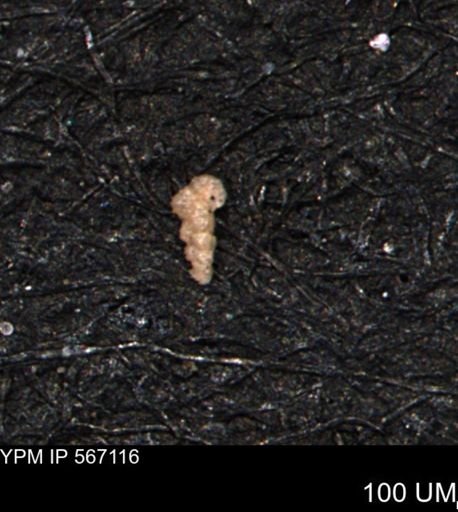 Verneuilina canadensis