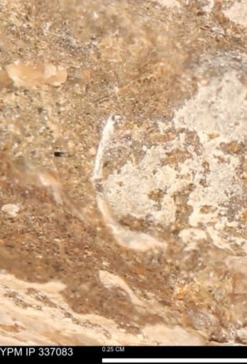 undet. Mollusca