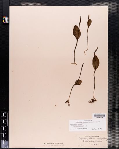Ophioglossum vulgatum
