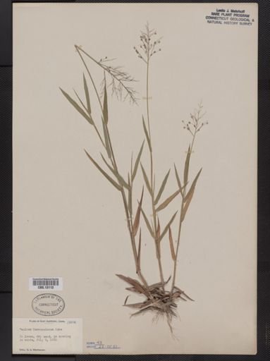 Panicum commonsianum addisonii