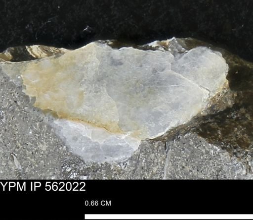 undet. Bivalvia