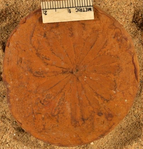 Annularia