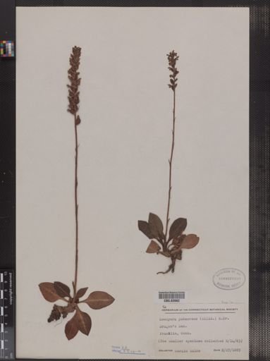 Goodyera pubescens