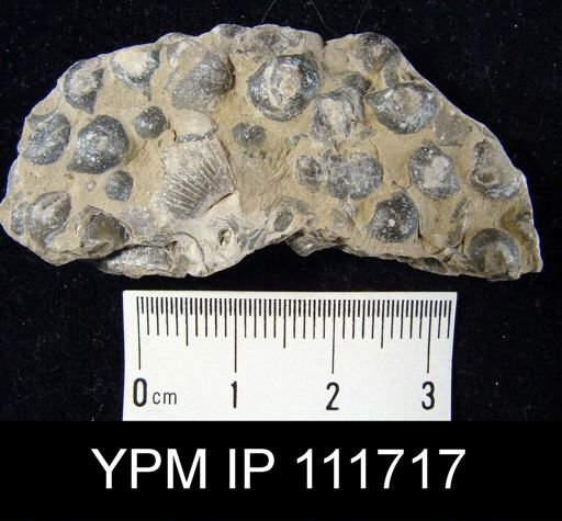 Brachyprion leda