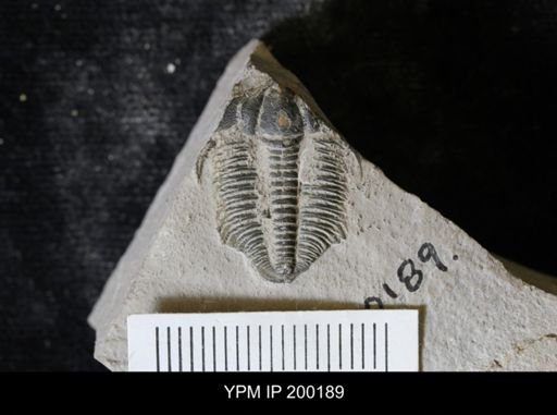 Elrathia kingi