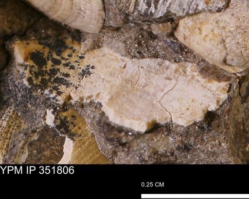undet. Bivalvia