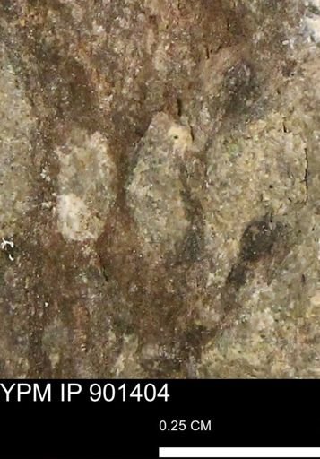 Teredo sp.