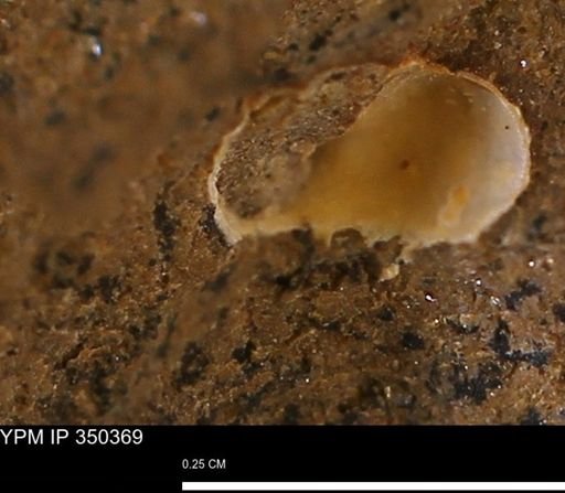 undet. Mollusca
