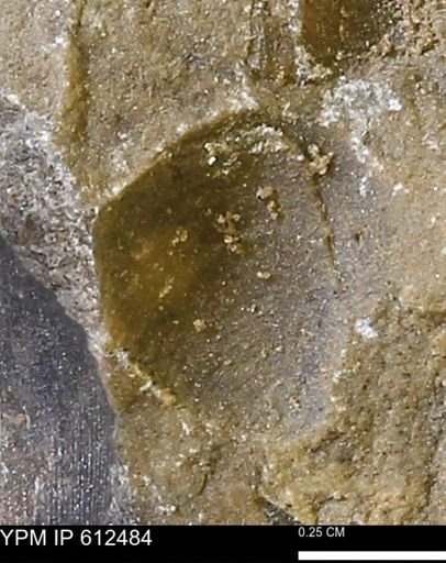 undet. Bivalvia