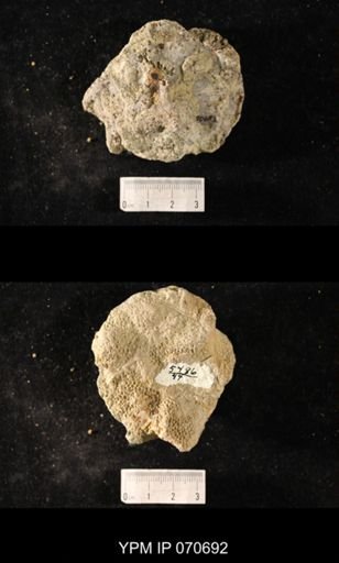 Favosites? louisvillensis