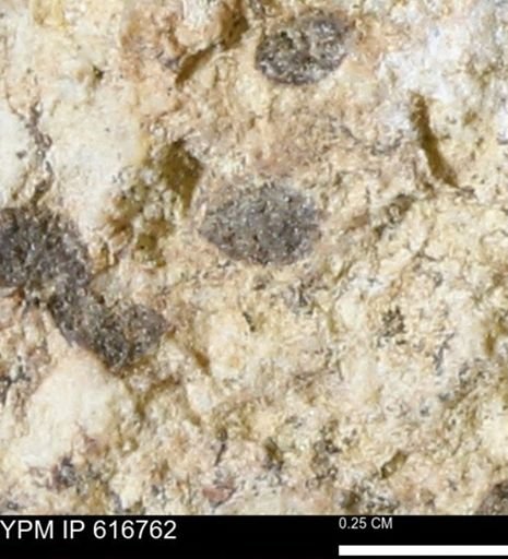 Teredo sp.