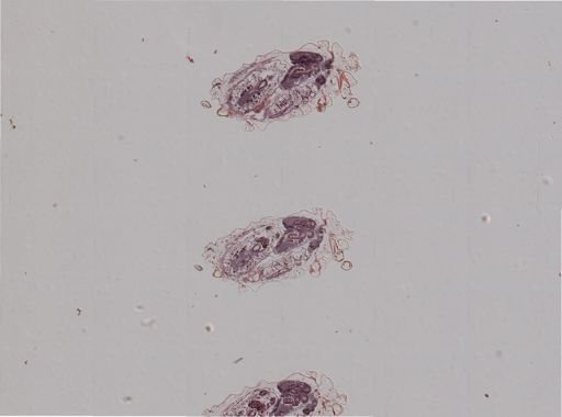 Rhopalosiphum nymphaeae