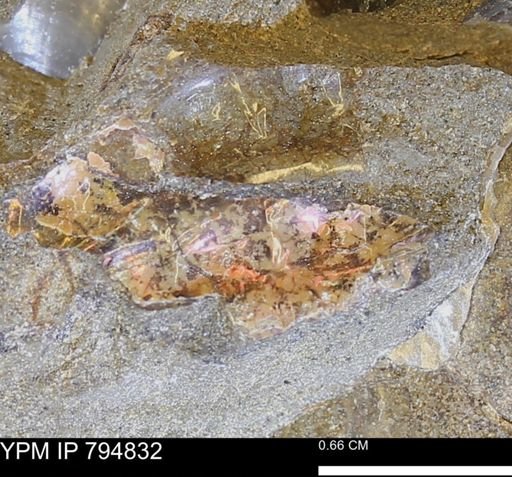 undet. Ammonoidea