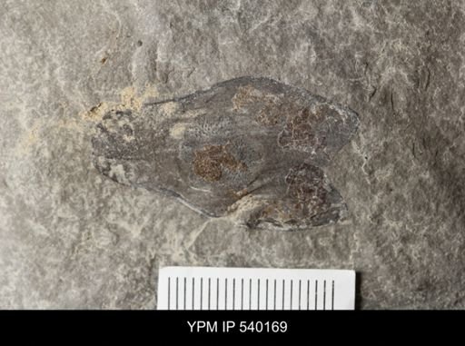 undet. Eurypterida