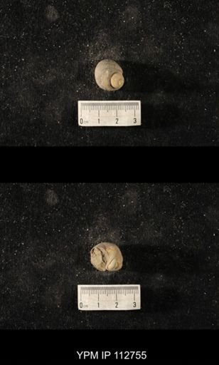 Cyclonema simulans