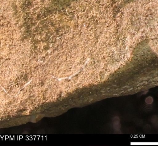 undet. Bivalvia