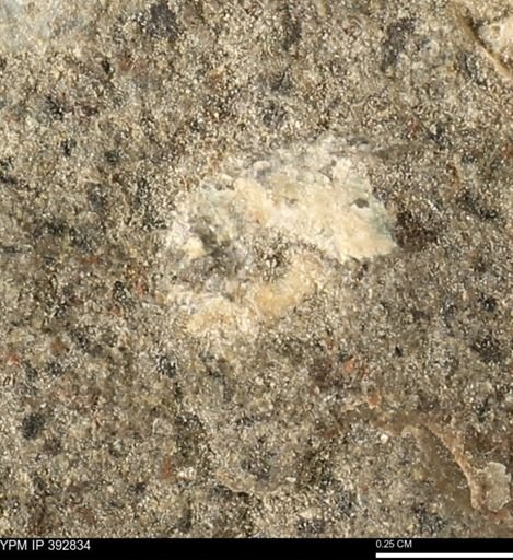 Scaphites sp.