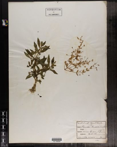 Plantae