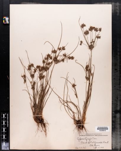 Cyperus grayi