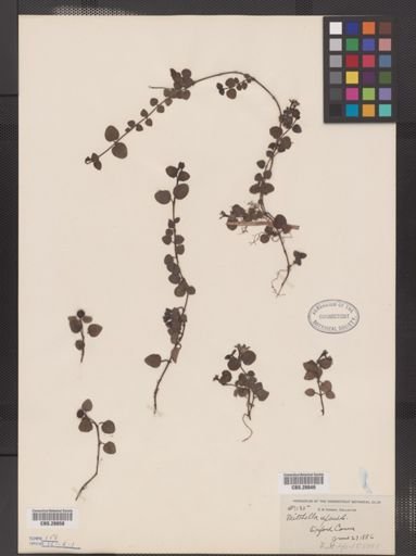Mitchella repens