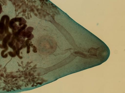 Prosthogonimus macrorchis