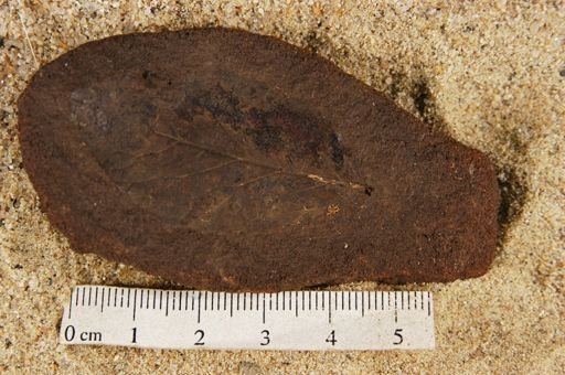 Angiospermopsida