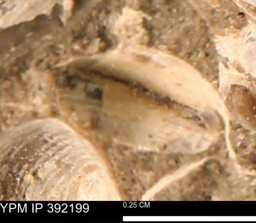 Protocardia sp.