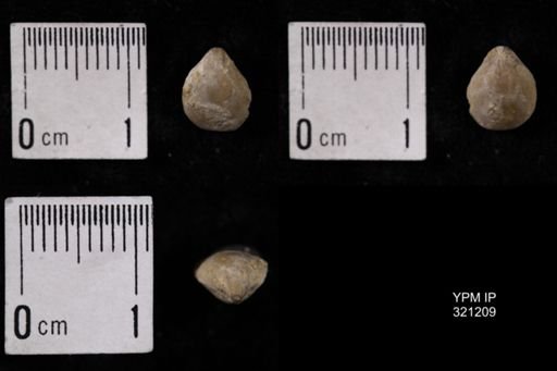 Dielasma turgida