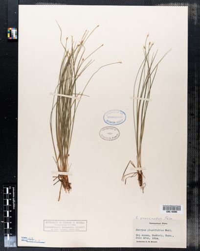 Scirpus planifolius