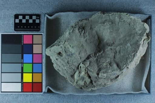 Eporeodon sp.