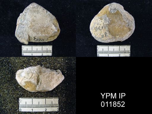 Aulosteges wolfcampensis