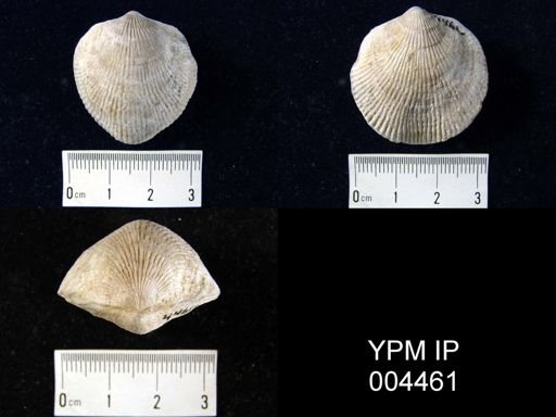 Atrypa sp.