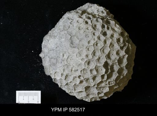 Hexagonaria sp.