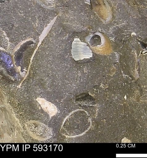 undet. Mollusca