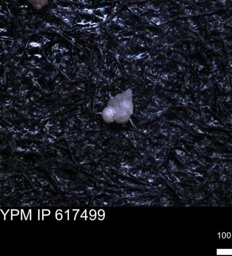 undet. Heterohelicidae