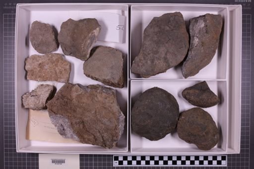 mixed taxa, stratigraphic collection