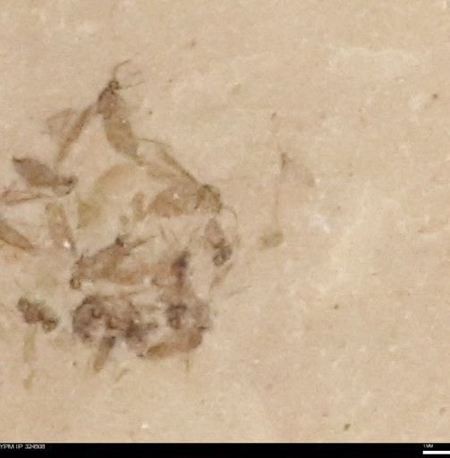 undet. Insecta